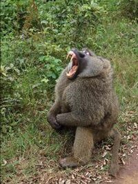 BaboonBouncers screenshot, image №3711440 - RAWG
