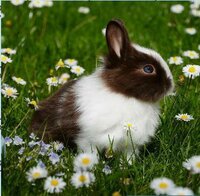 Ultimate Puzzles: Animals 2 screenshot, image №2695892 - RAWG