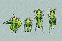 Animated top down grasshopper screenshot, image №2167677 - RAWG