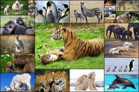 Animal Babies Jigsaw Puzzles Game - Kids & Adults screenshot, image №1467521 - RAWG