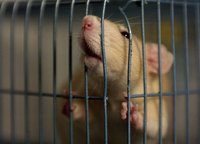 Rat in a Cage screenshot, image №1205199 - RAWG