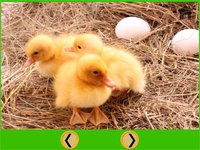 farm animals for small kids - free screenshot, image №1866638 - RAWG