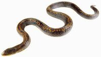 snek game (NottonBoi) screenshot, image №2398956 - RAWG