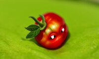 TomatoSalad screenshot, image №3715489 - RAWG