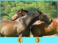 horses delightful for kids - free screenshot, image №1866623 - RAWG