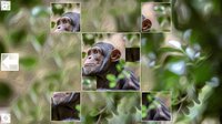 Puzzle Art: Primates screenshot, image №3076698 - RAWG