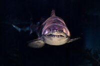 Business Shark (itch) (michaeljjaoui) screenshot, image №3510239 - RAWG