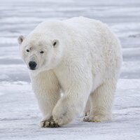 PolarBear Bitsy Game screenshot, image №3805802 - RAWG