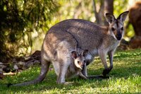 Big Puzzle in Australia screenshot, image №2550696 - RAWG
