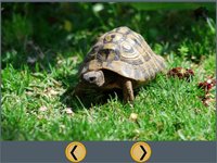 fantastic turtles pictures for kids - free screenshot, image №1866762 - RAWG