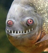 Fishter screenshot, image №2721546 - RAWG