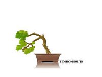 ZenBonsai screenshot, image №1065888 - RAWG