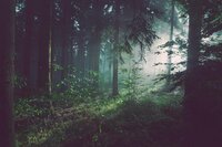 Escape the Woods (mickeyo) screenshot, image №2929354 - RAWG