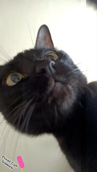 Pixel Cat Games - Toy for Cat screenshot, image №3818417 - RAWG