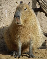 Capybara run screenshot, image №3686915 - RAWG