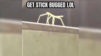 Get Stick Bugged Lol screenshot, image №2484924 - RAWG