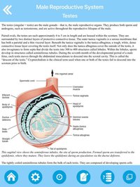 Male Reproductive System screenshot, image №1613351 - RAWG
