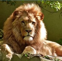Ultimate Puzzles: Animals 2 screenshot, image №2695890 - RAWG