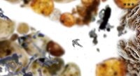 My Microscopic Pet screenshot, image №3509525 - RAWG