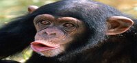 I'll Be A Monkey's Uncle screenshot, image №2529383 - RAWG