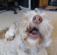 Angry doggos screenshot, image №2706944 - RAWG