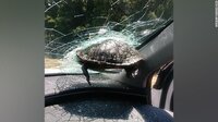Turtle Crossing[Python] screenshot, image №3373659 - RAWG