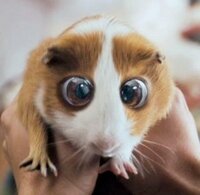 Guinea Pigs screenshot, image №2696704 - RAWG