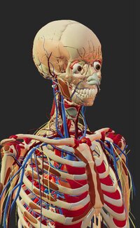 3D Anatomy Atlas screenshot, image №3131616 - RAWG