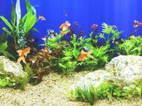 Aquarium Sim screenshot, image №976661 - RAWG