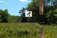 Shady Bluebird Meadows: Slim Edition screenshot, image №3773389 - RAWG