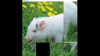 hgmGame-pig screenshot, image №4196757 - RAWG