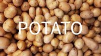 Potato (Leafy Plush) screenshot, image №3448778 - RAWG