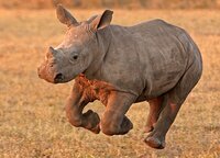 Rhino Run (ffsfesfeffs) screenshot, image №3780330 - RAWG