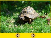 exciting turtles for kids - free screenshot, image №1866778 - RAWG