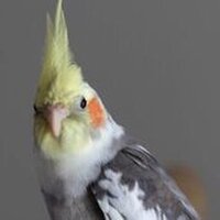 Birb Hatching Simulator screenshot, image №3546828 - RAWG
