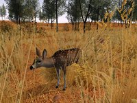 Deer Hunter 2005 screenshot, image №405106 - RAWG