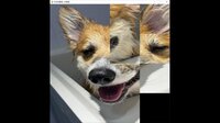 hgmGame-dog screenshot, image №4173677 - RAWG