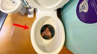 go to toilet (game made as a joke when I was in vc with friends) screenshot, image №3256047 - RAWG