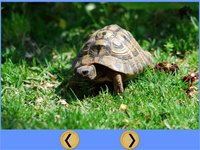 turtles delighful for kids - free screenshot, image №1866668 - RAWG