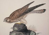 Kestrel (Beck Michalak) screenshot, image №2788846 - RAWG