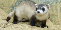 The Giant Six-Footed Ferret screenshot, image №3676408 - RAWG