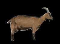 Jumpy Goat screenshot, image №3448429 - RAWG