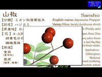 Roly-Polys Nanakorobi Yaoki screenshot, image №3271789 - RAWG