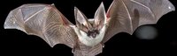 Pipistrellar screenshot, image №2591594 - RAWG