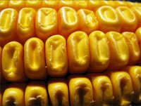 To Get to the Golden Kernel screenshot, image №3251745 - RAWG