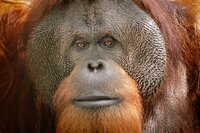 Orangutan vr screenshot, image №3833315 - RAWG