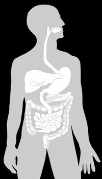 Ultimate Biology Quiz - Digestive System (GCSE revision) screenshot, image №2668142 - RAWG