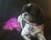 Which Dog Breed Are You? screenshot, image №2380158 - RAWG