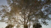 Calming Forest screenshot, image №4178581 - RAWG