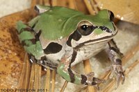 The Genus Pseudacris screenshot, image №3840111 - RAWG
